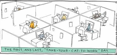 Cats at work 1