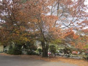 Tree Hills in background