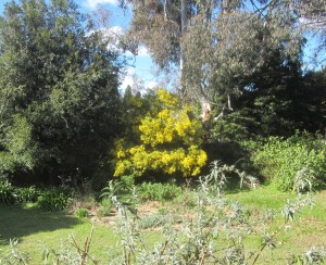 From the deck - sunny day 