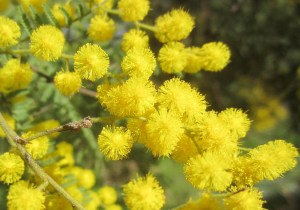  Little rounds of sunshine