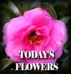 Todays Flowers Denise