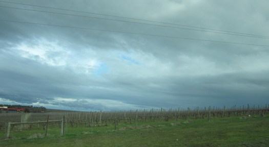 Vineyard sky