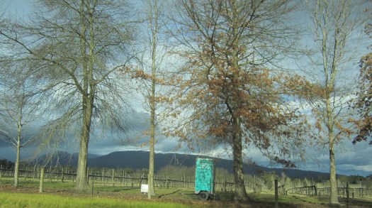 Vineyard trees