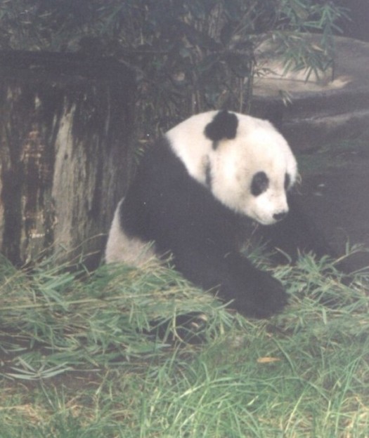 san-diego-2000-panda1