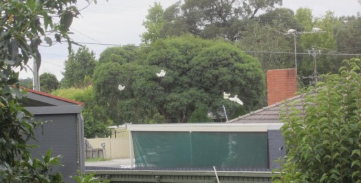 cockies on the power lines