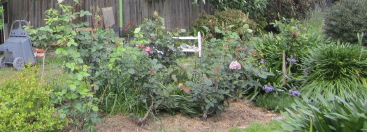~ ~ Cuban Lillies tucked into a corner of a rose bed.  October 2013 ~ ~