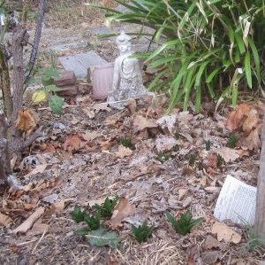 ~ ~ Cuban Lilly - new shoots - April 2014 ~ ~