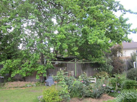 ~  Next doors Oak Tree Oct. 2013~ Cuban Lillies to right ~ 