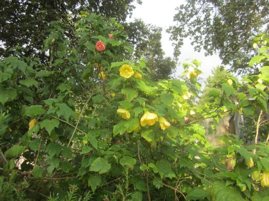 Abutilon sun