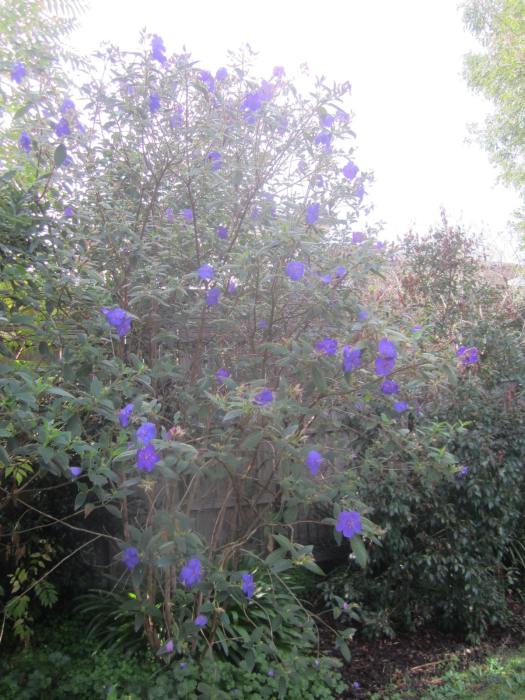 Tibouchina Lasiandra