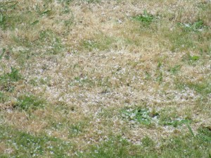 hail grass